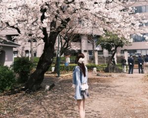 名古屋櫻花