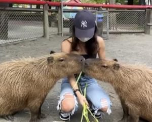 頑皮世界卡皮巴拉