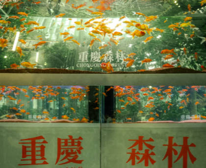 香港半山手扶梯攻略|全球最長戶外扶手電梯體驗，沿途美食景點交通總整理